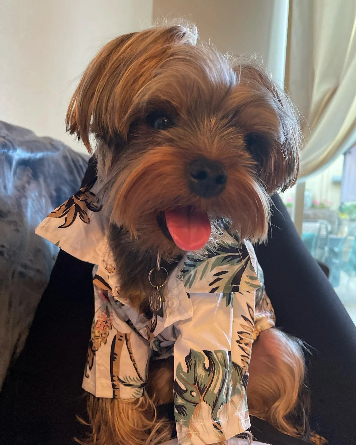 It&rsquo;s National Dog Day and we couldn&rsquo;t let today go by without showcasing an integral member of the Z Team! He&rsquo;s our chief quality control inspector and chief cuddle bug &hellip; the Z man himself Ziggy 🐾🐶 

#nationaldogday
#mustlo