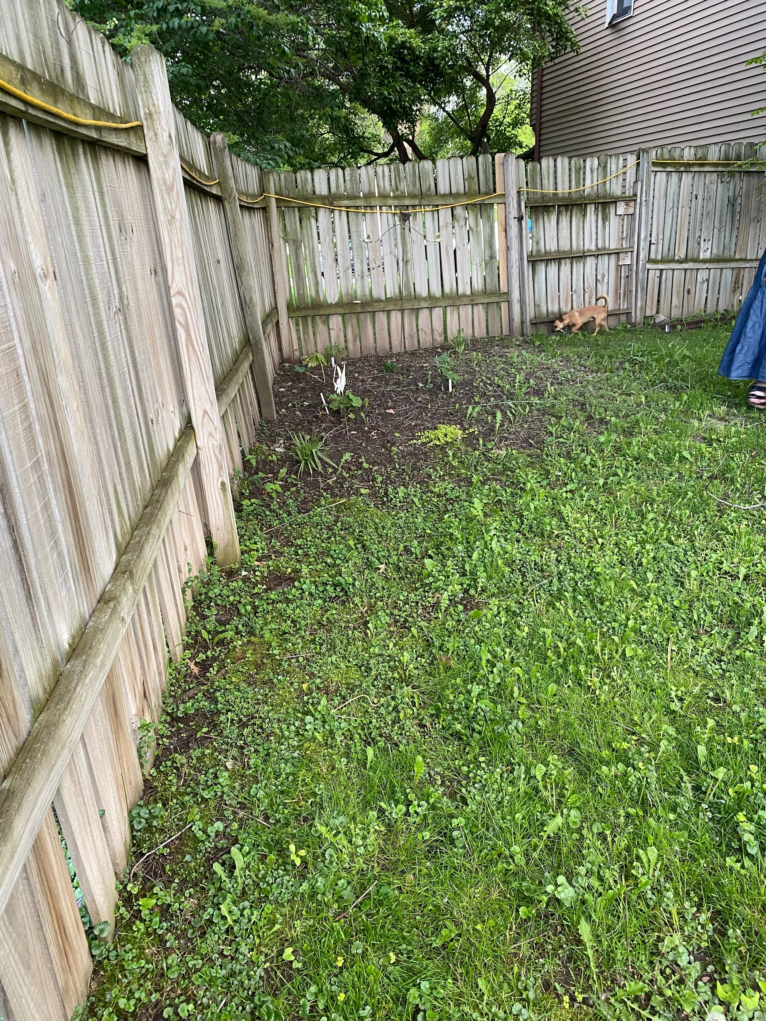 Old, overgrown shade garden.