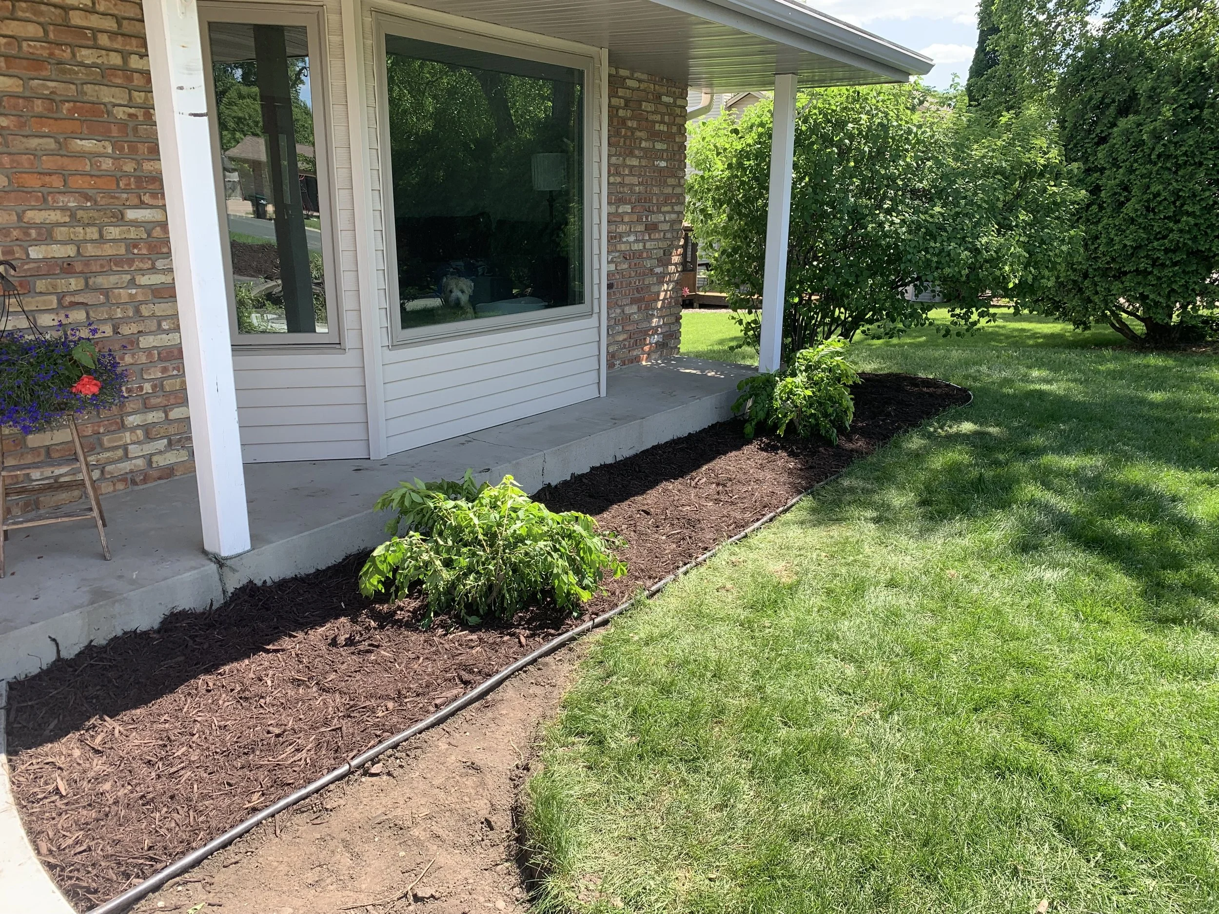 Bushes Removed/Transplanted, Edging Fixed, Tarping Laid, Mulched.