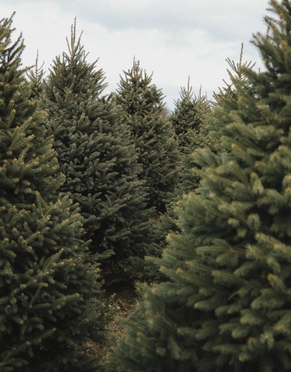 Holiday Mini Photoshoot - November 1st, 2025