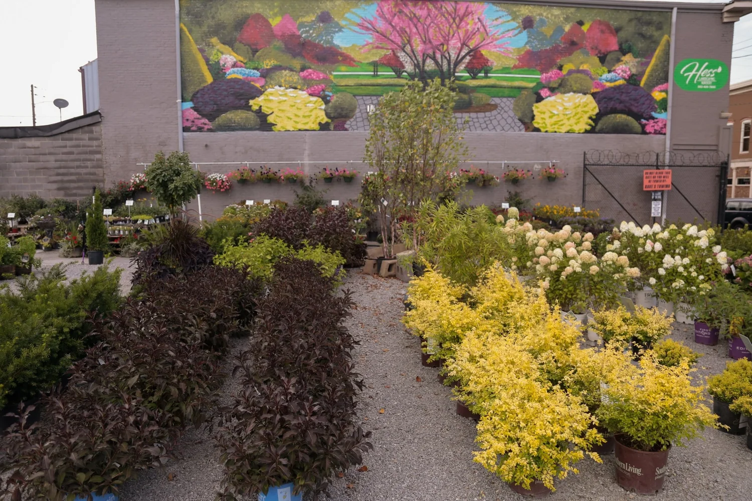 NURSERY — Hess' Landscaping Nursery