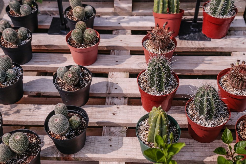 NURSERY — Hess' Landscaping Nursery