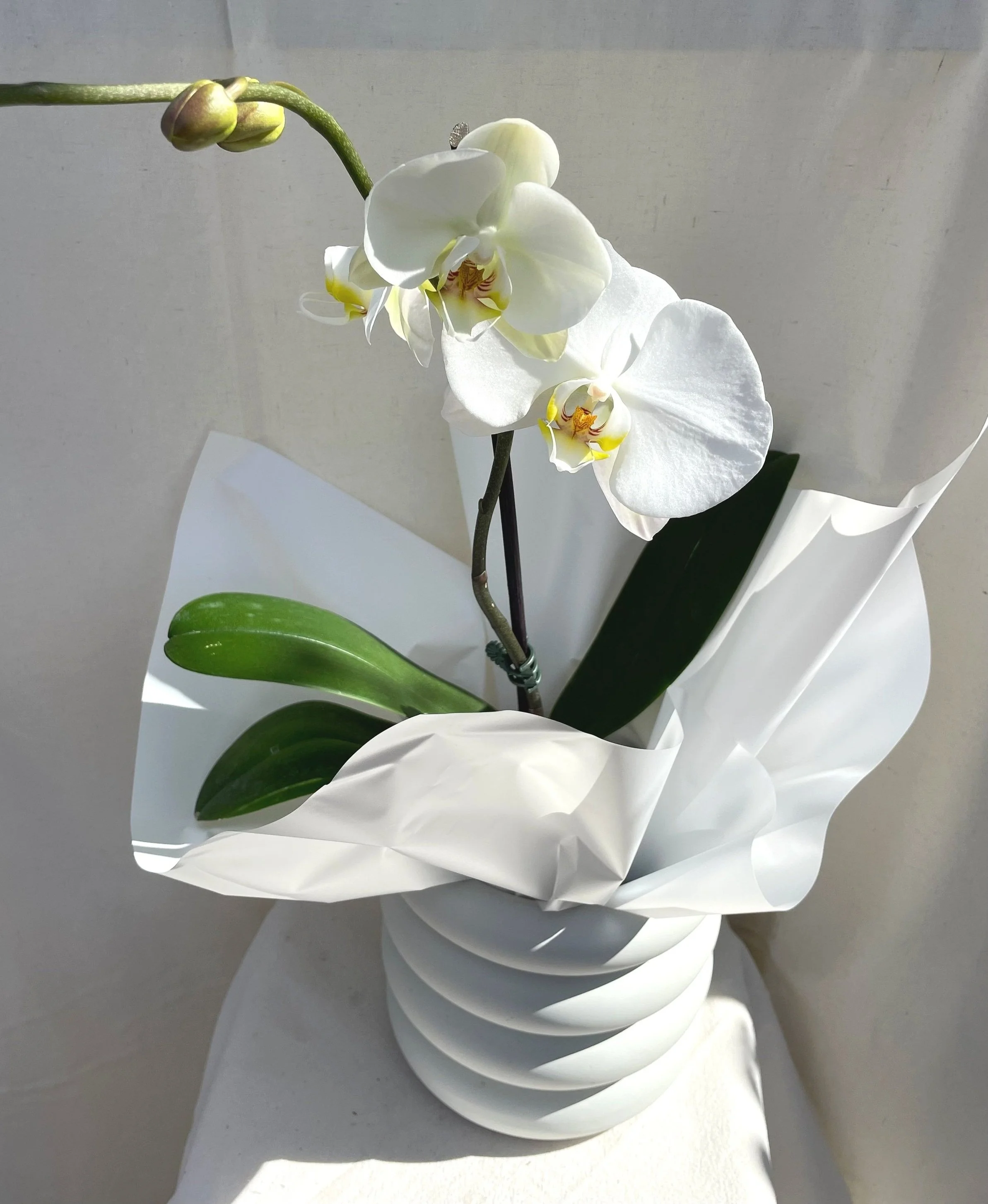 Plants for any occasion