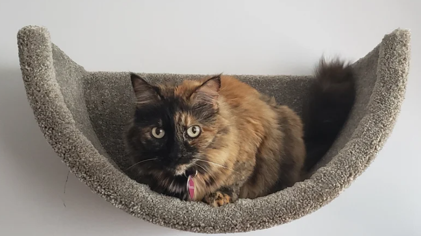 Best Budget Cat Shelf