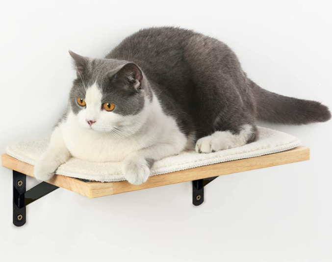 Best Amazon Cat Shelves