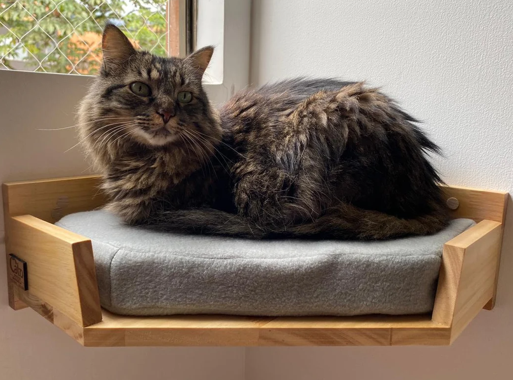 The 10 Best Cat Wall Shelves of 2022 — Best Cat Review