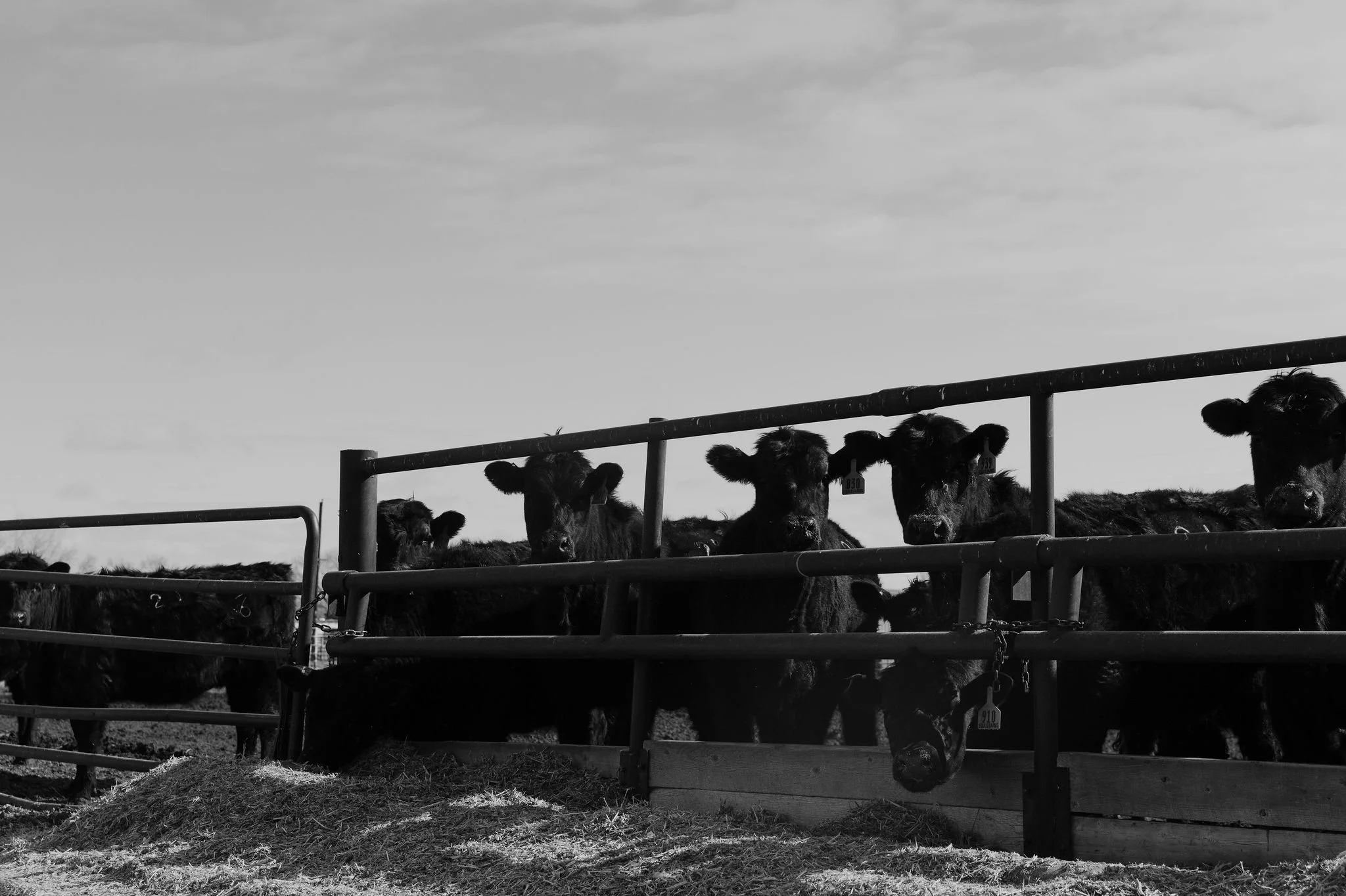 Broadmoor Wagyu Beef Ranch 