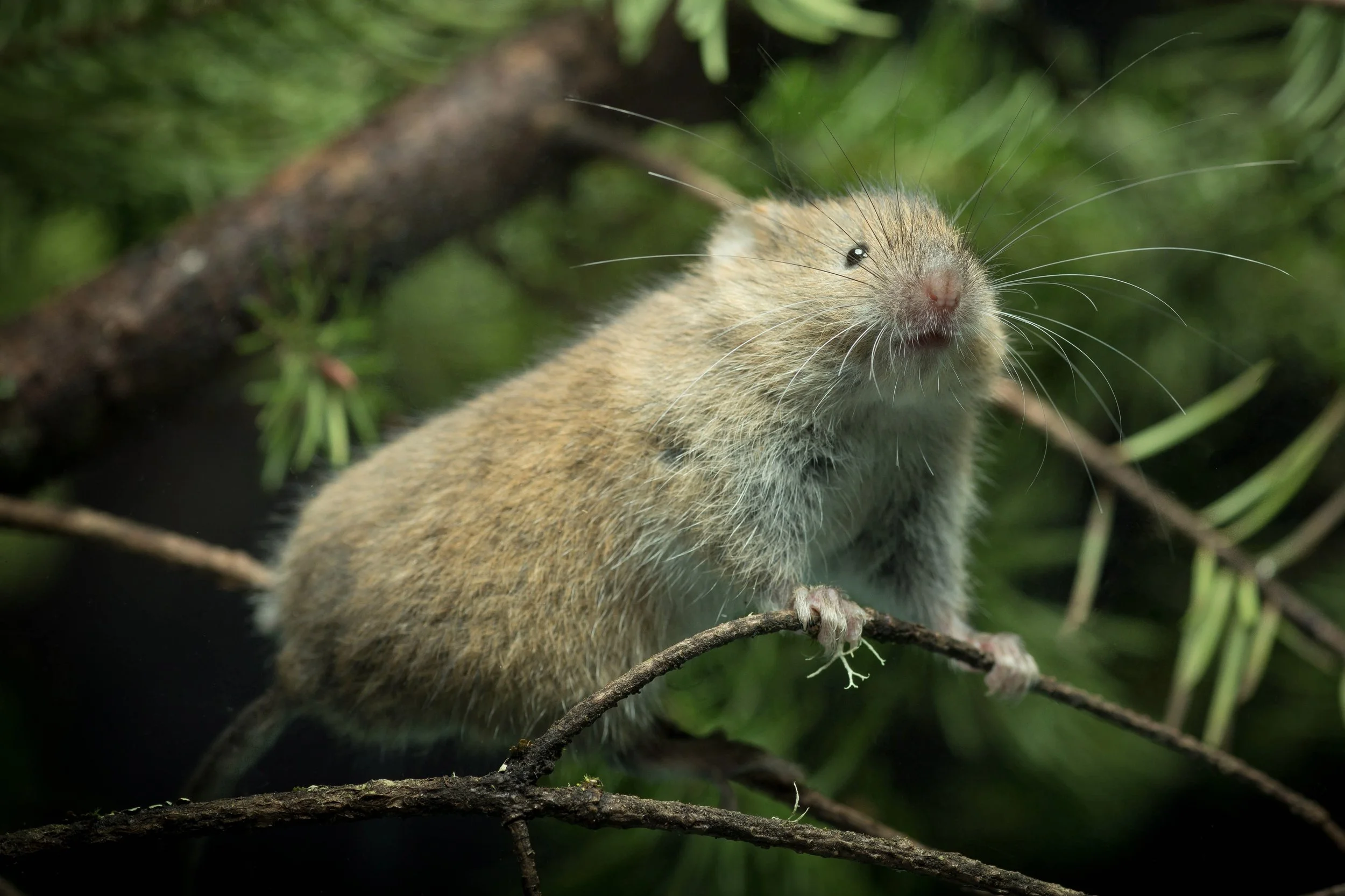 Oregon Origins Project X: The Unintended Life and Times of a Red Tree Vole