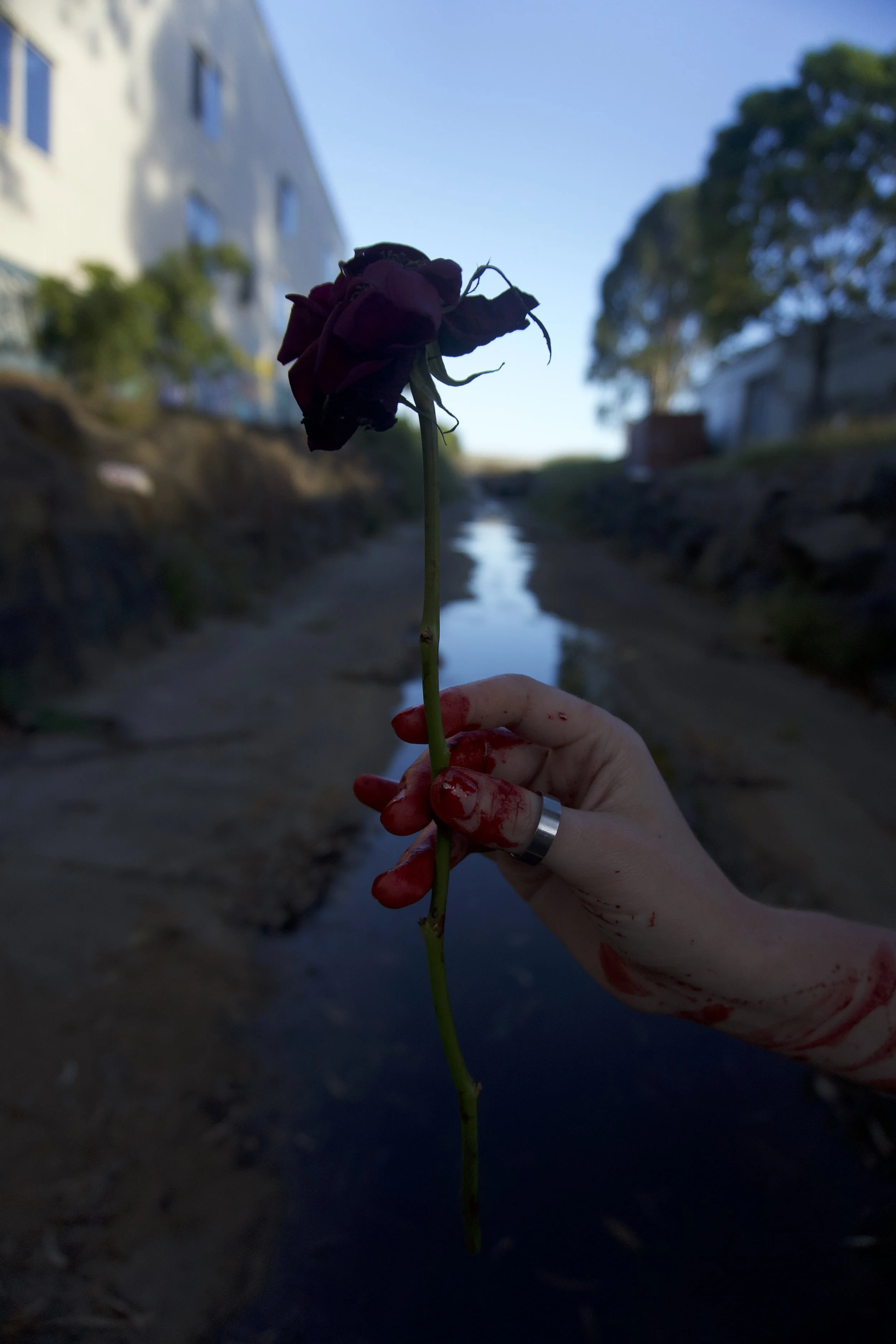 A hand with bloody fingers holding a dark, wilted rose upright in a shallow creek with buildings and trees in the background.