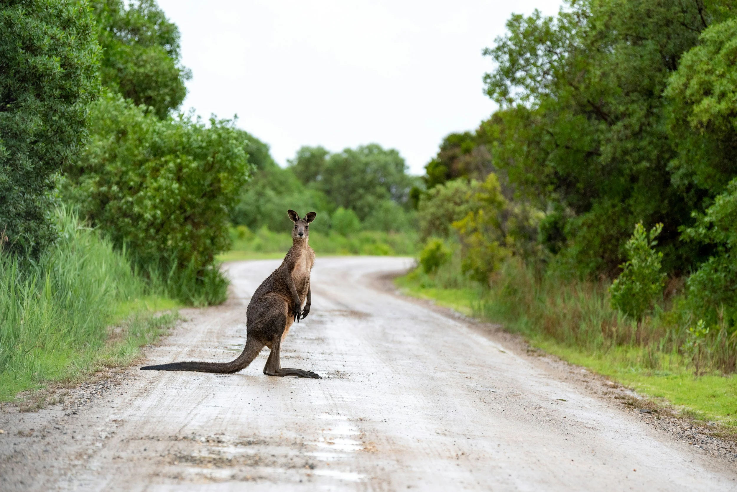 Natural and Organic Wines Capture the Palates of Young Australians