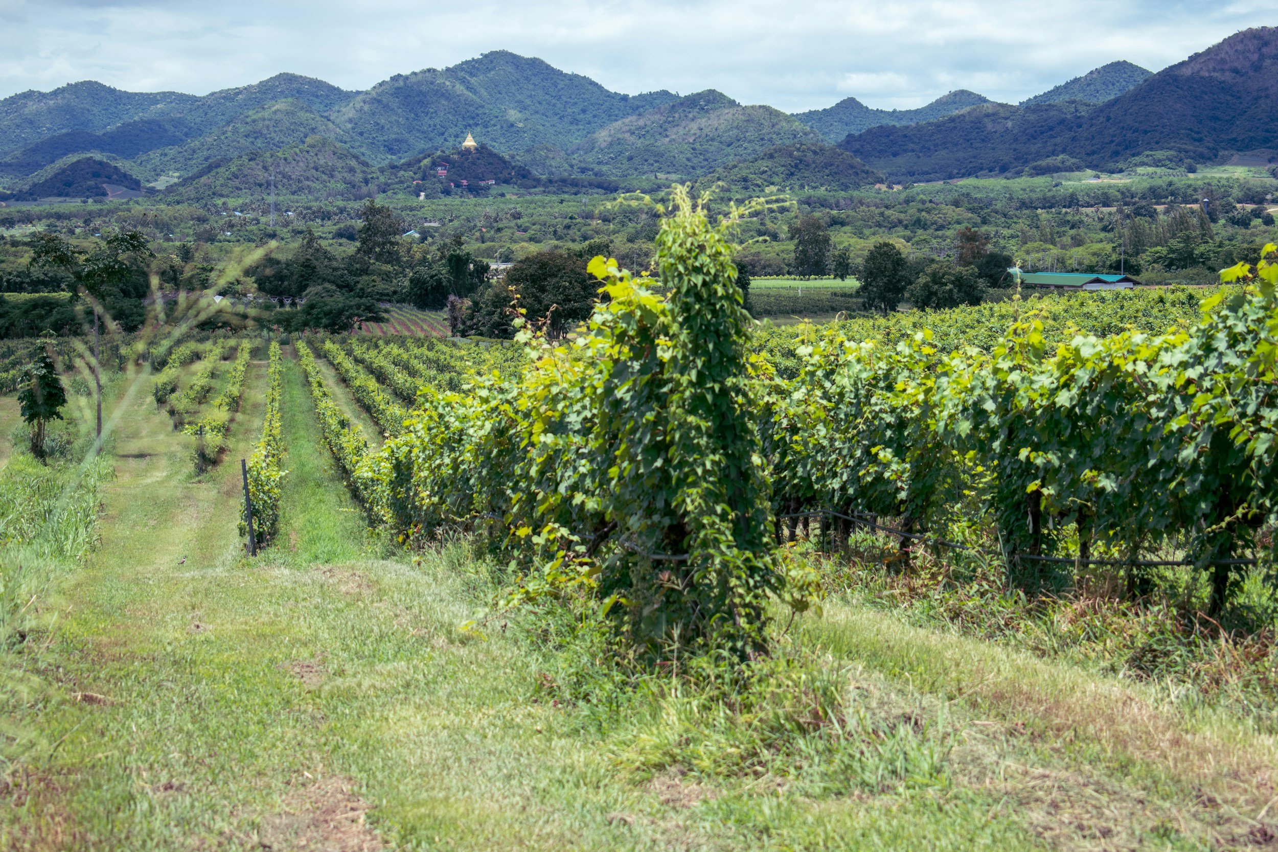 The Green Resilience: French Organic Wine Sales Jump 7% as Younger Consumers Drive Demand