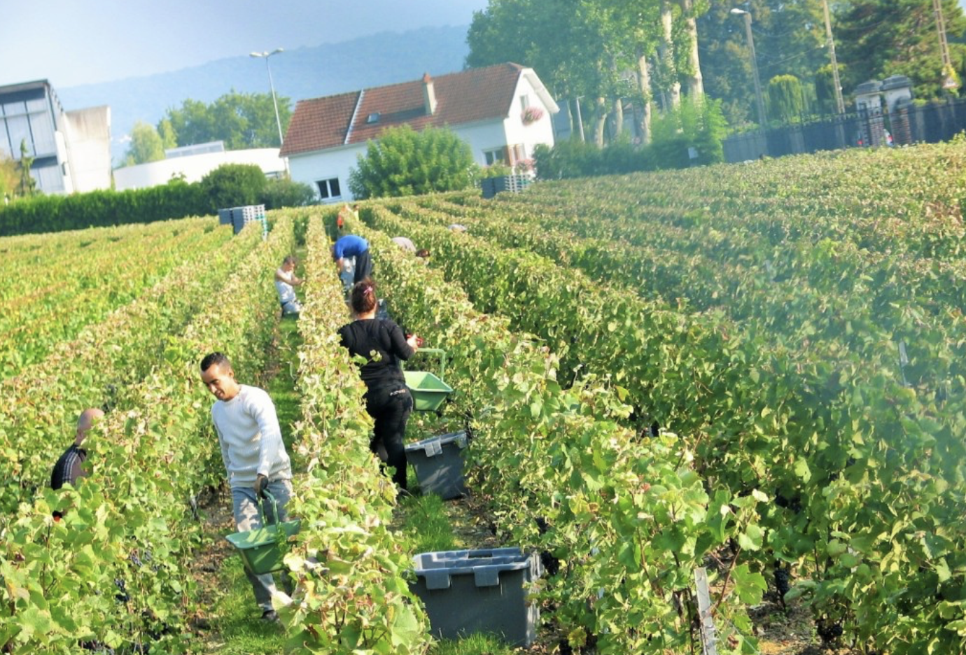 Beneath the Bubbles: Champagne’s Harvest Faces Reckoning Over Worker Exploitation