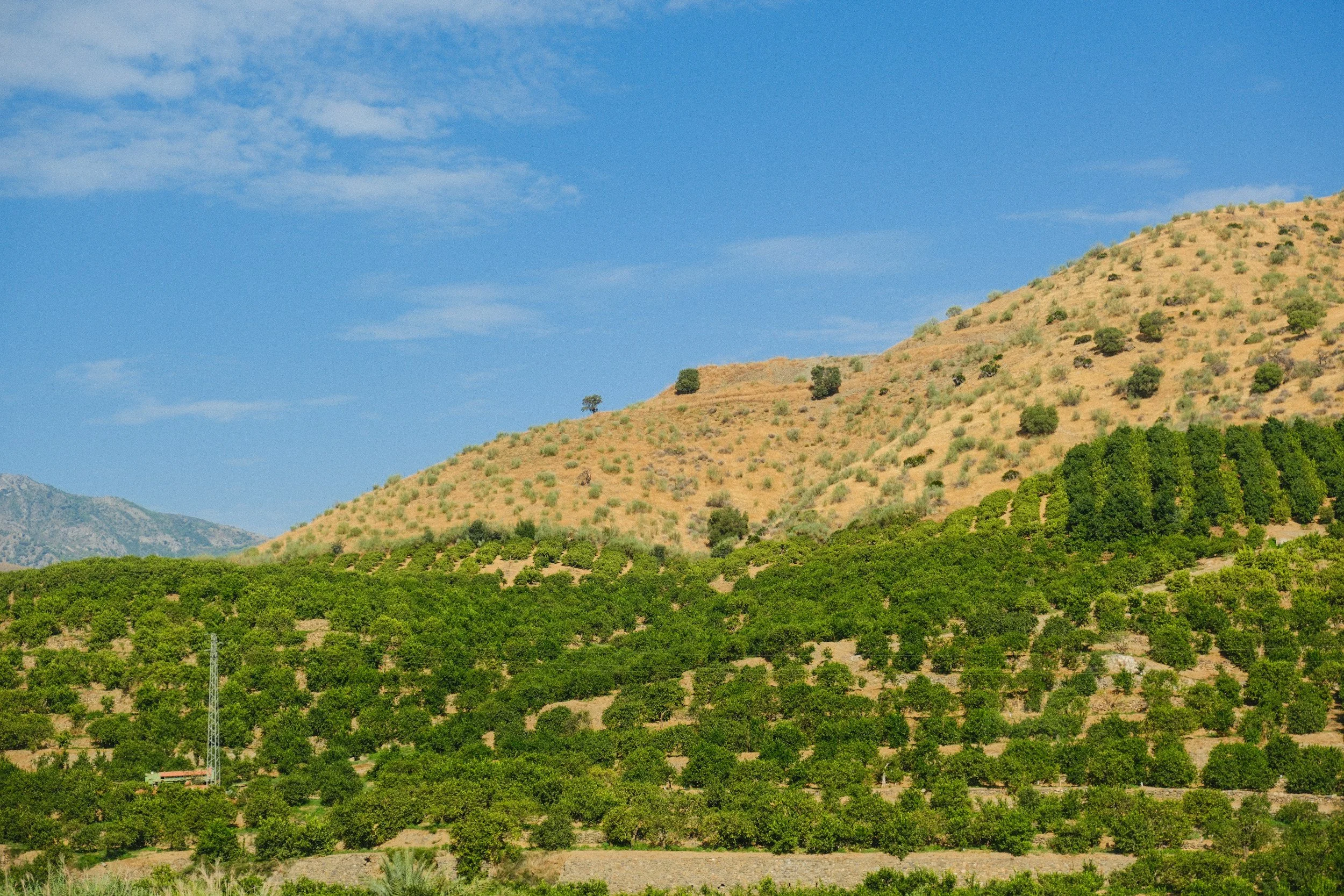 The Knossos Con: Did Ancient Greeks Sell "Counterfeit" Wine to Rome?