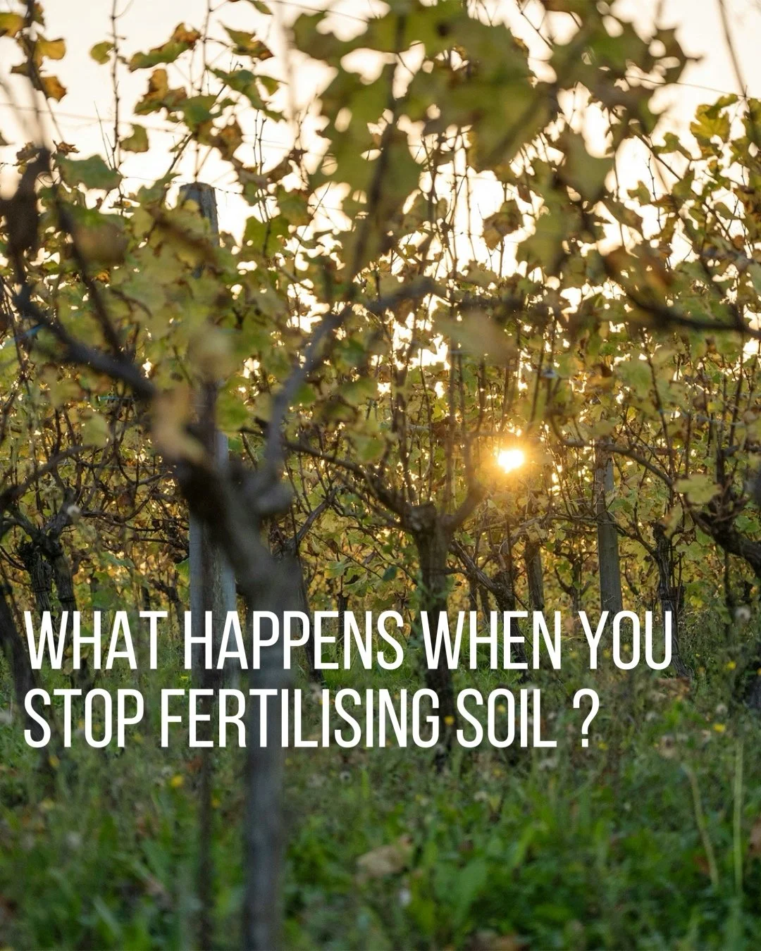 What Happens When You Stop Fertilising Soil and Transition to Organic Farming?