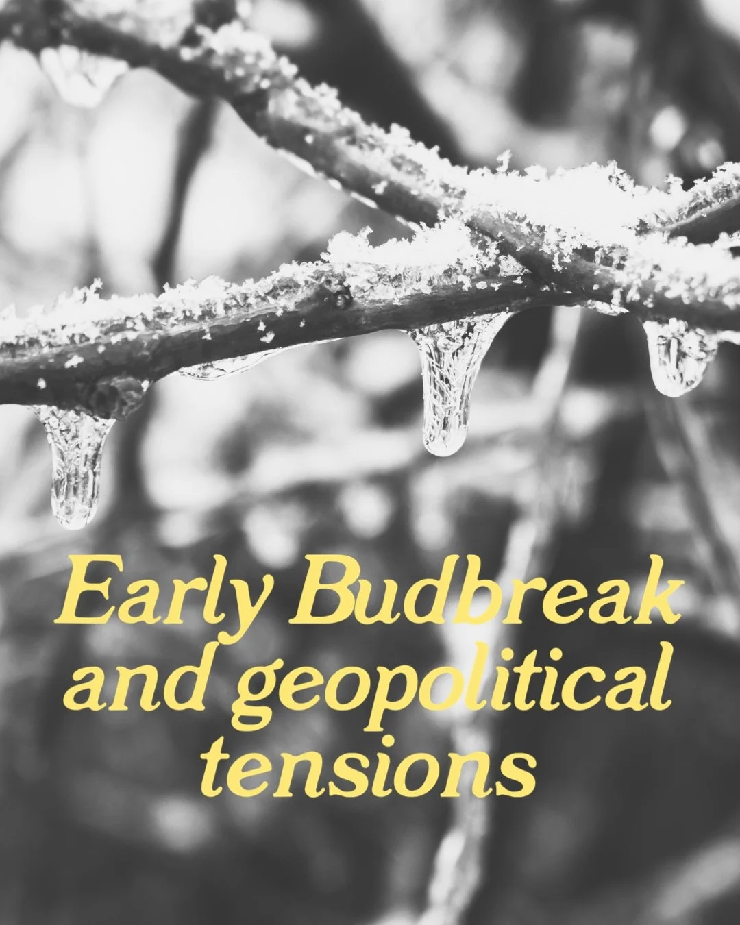 Early Budbreak and Geopolitical Tensions Threaten 2026 Vintage Across Northern Hemisphere