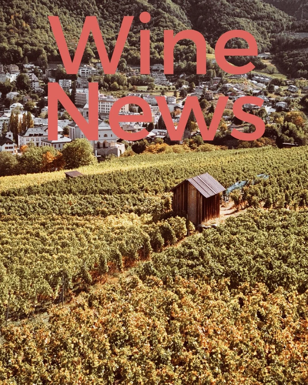 Pale Power: White Wine Surpasses Red as Crisis and NoLo Define Vinitaly 2026