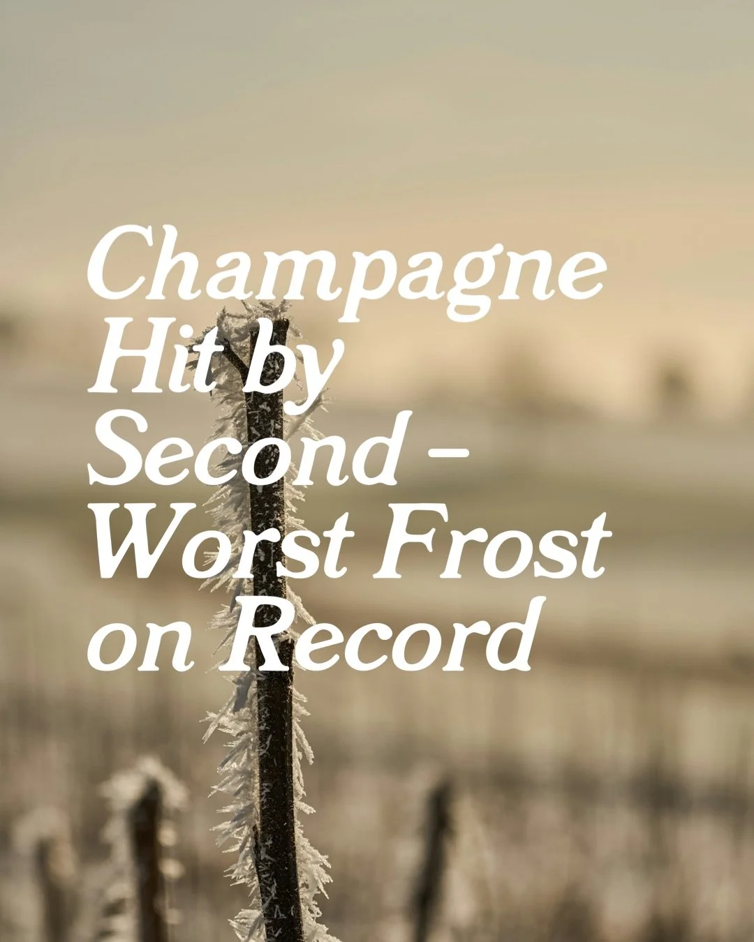 Champagne Frost Crisis 2026