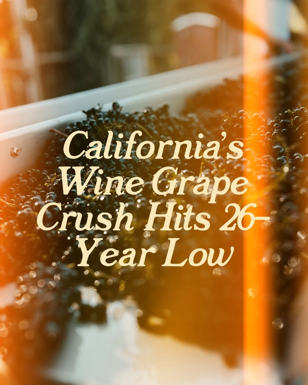 California's Wine Grape Crush Hits 26-Year Low