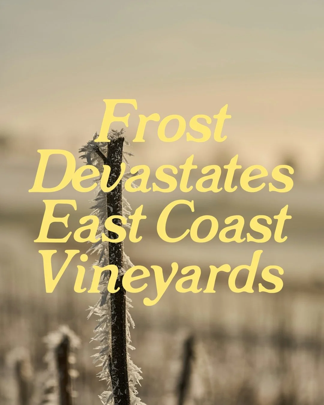 Frost Devastates East Coast.