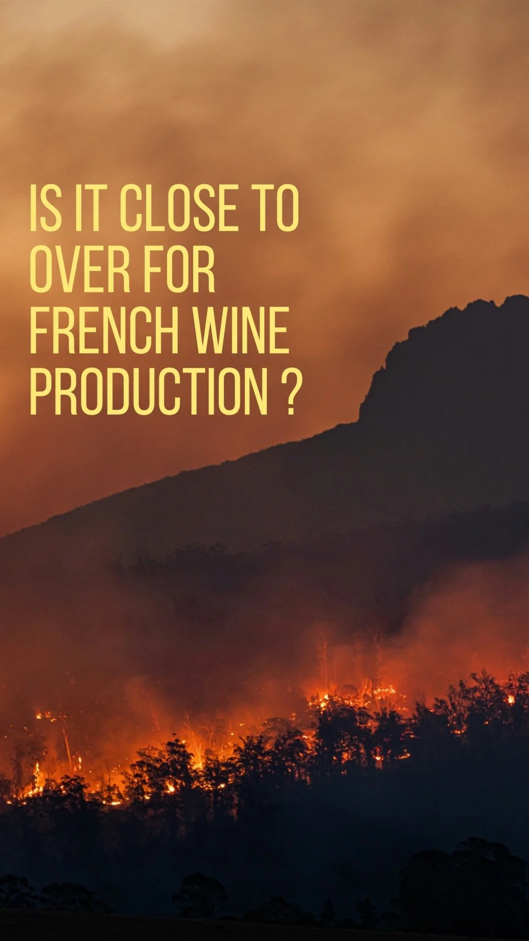 The Demise of French Viticulture ?