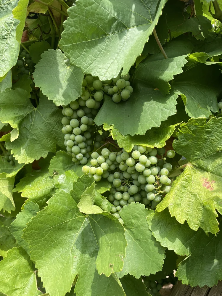 Salon du Vin Libre, Mittelbergheim