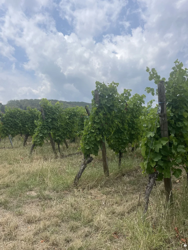 Salon du Vin Libre, Mittelbergheim