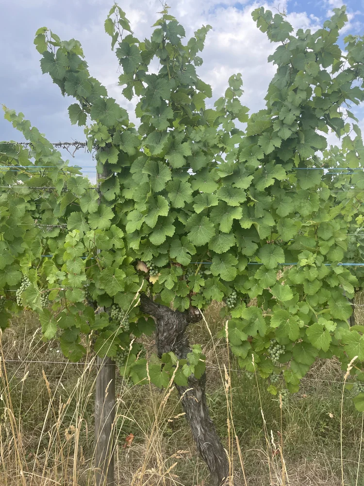 Salon du Vin Libre, Mittelbergheim
