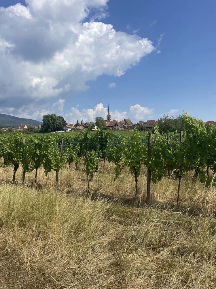 Salon du Vin Libre, Mittelbergheim