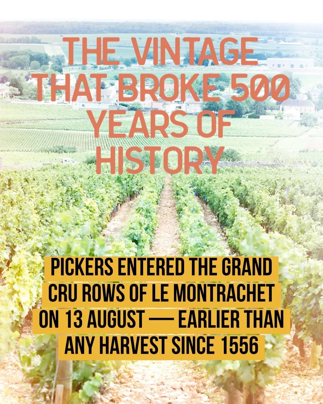 The Vintage That Broke 500 Years of History