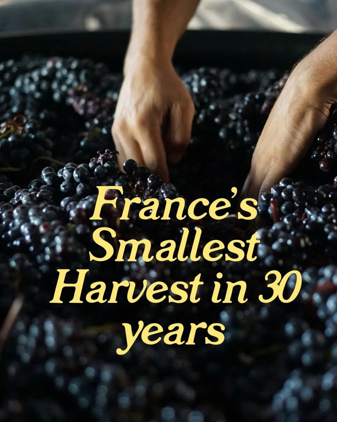 France's 2026 Wine Harvest Set to Be Among the Smallest in 30 Years