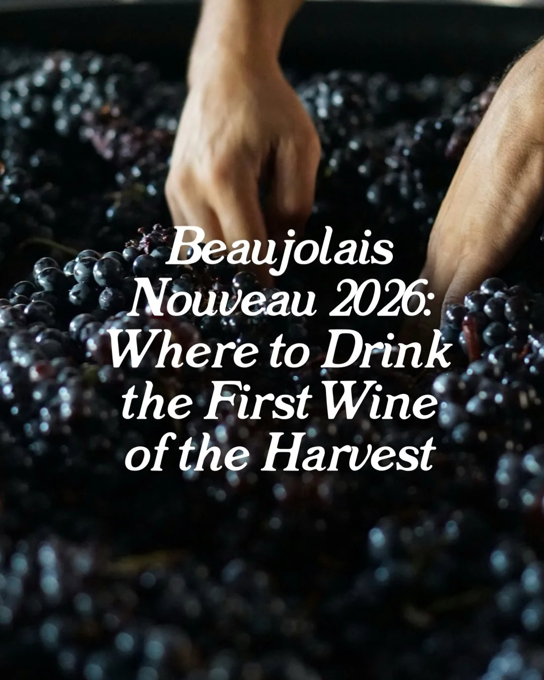 Beaujolais Nouveau Events