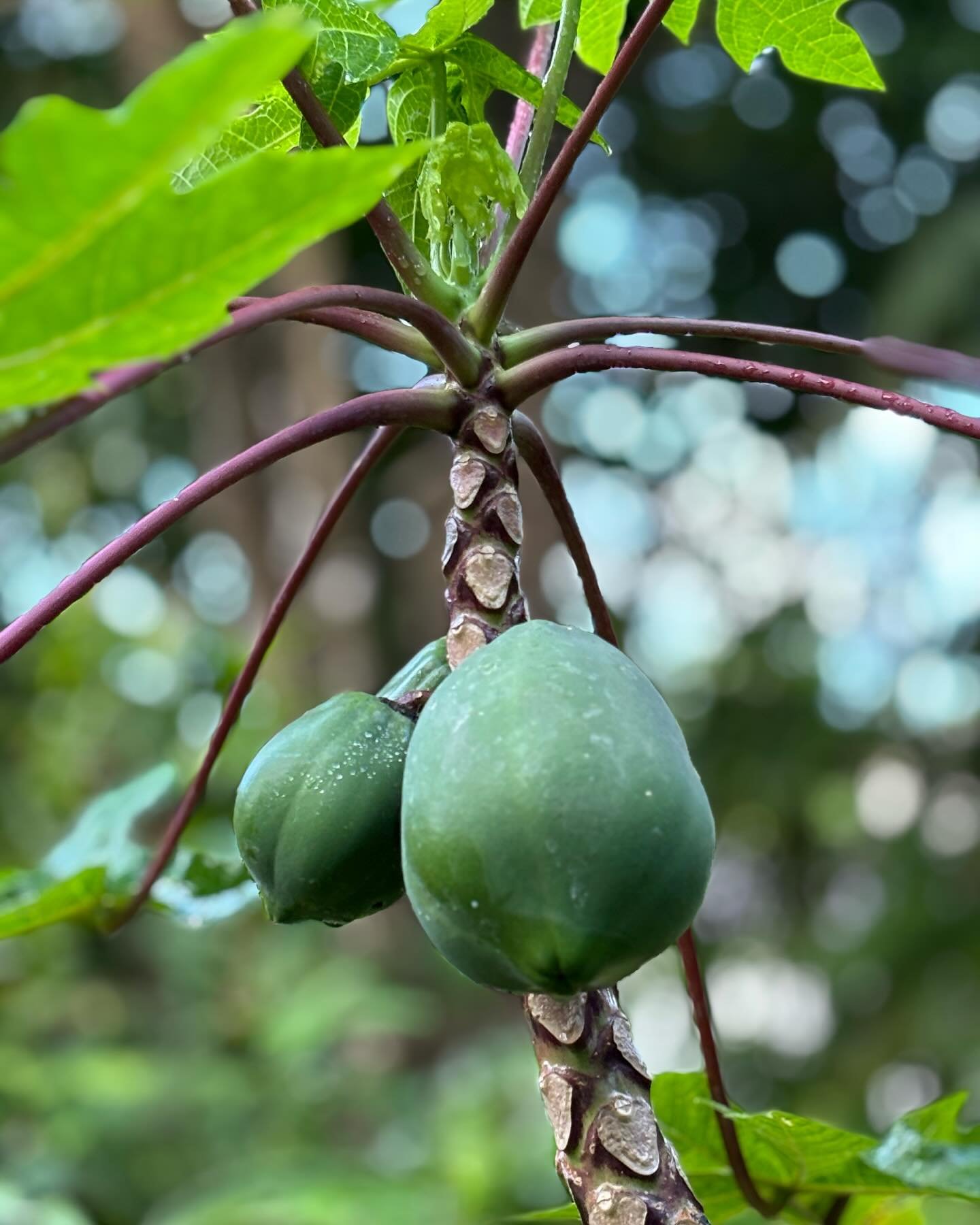 Nothing sweeter than like a warm welcome home from my garden and grandbaby @lillyservinglooks.

Have you ever tried a parthenocarpic papaya? Do you know how delicious papaya tastes without the seeds?

Nice to be back at the office, to my amazing clie