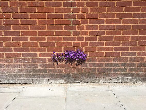 living-wall-purple-flowering-plant.jpg
