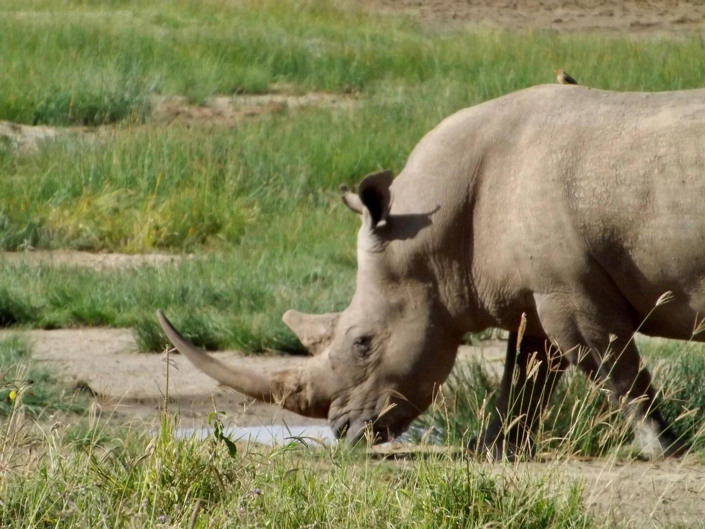 White Rhinos 🦏