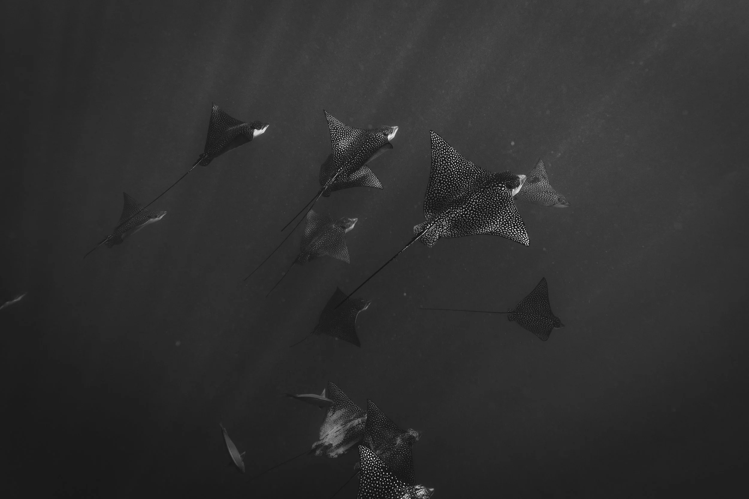 2V6A7468.jpg