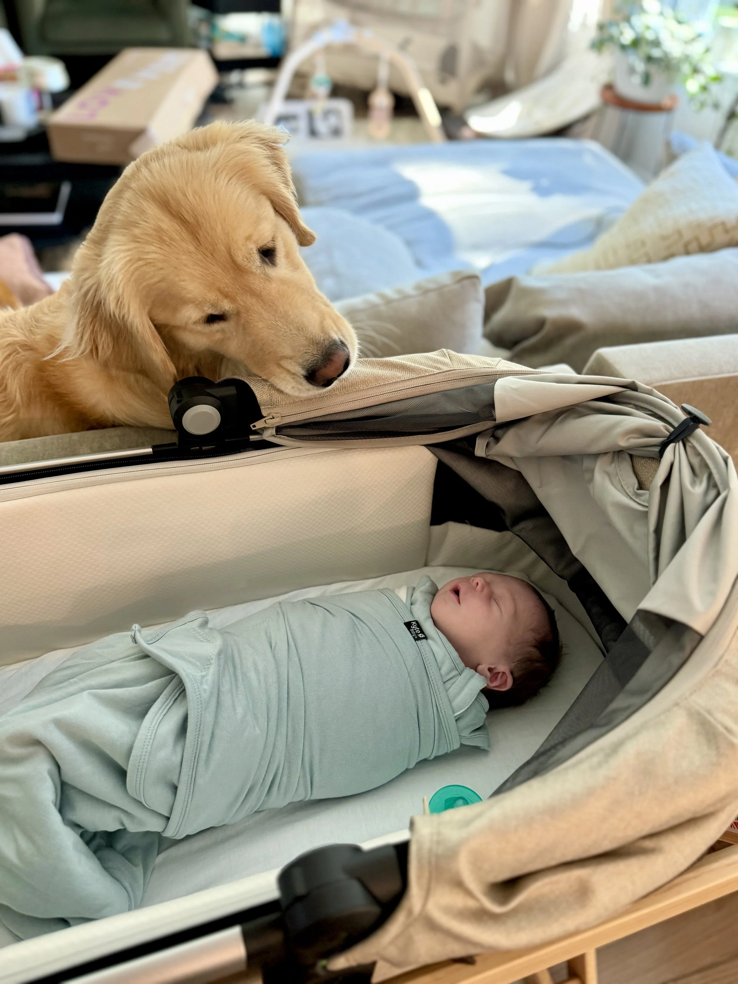 When Baby Meets the Family Pet