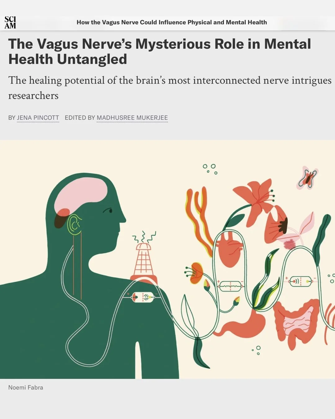 Scientific American Vagus Nerve 3.jpg
