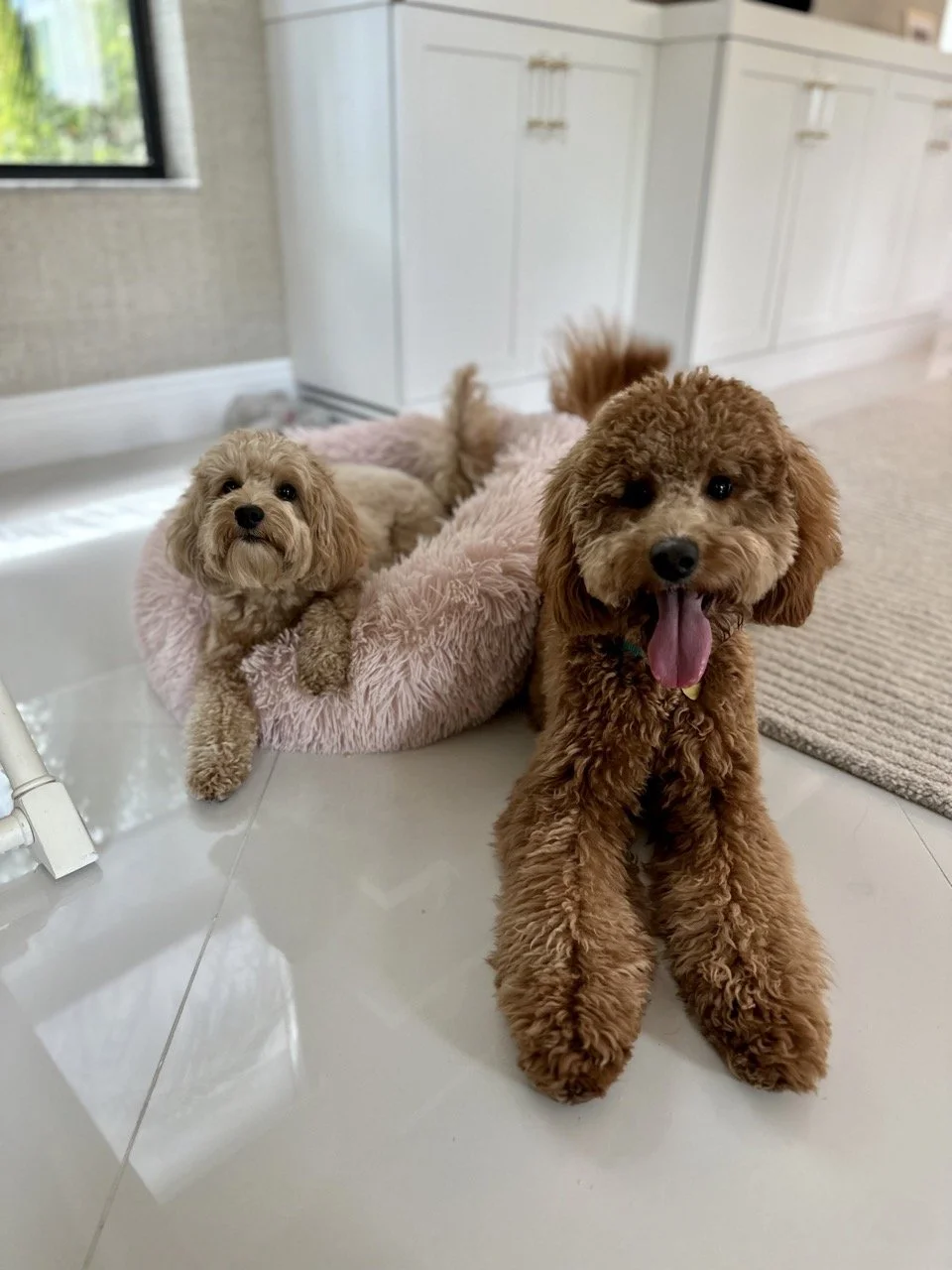 goldendoodle dog trainer south florida