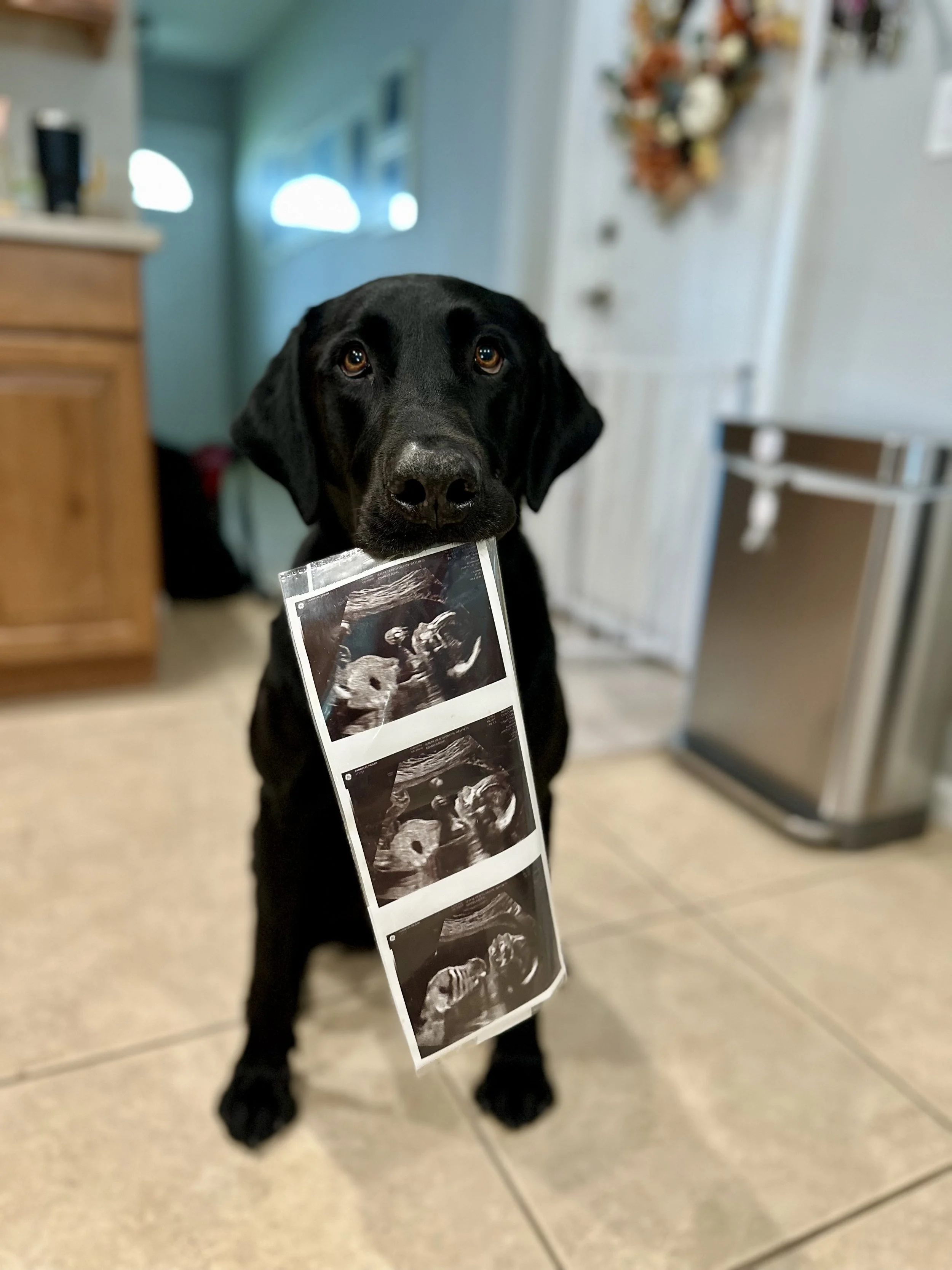 dog training new baby