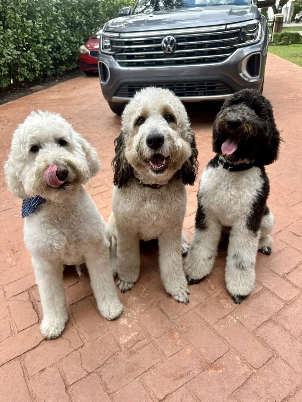 South Florida Broward County Dog Training