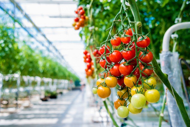 Aplicación de etileno para tomates de invernadero