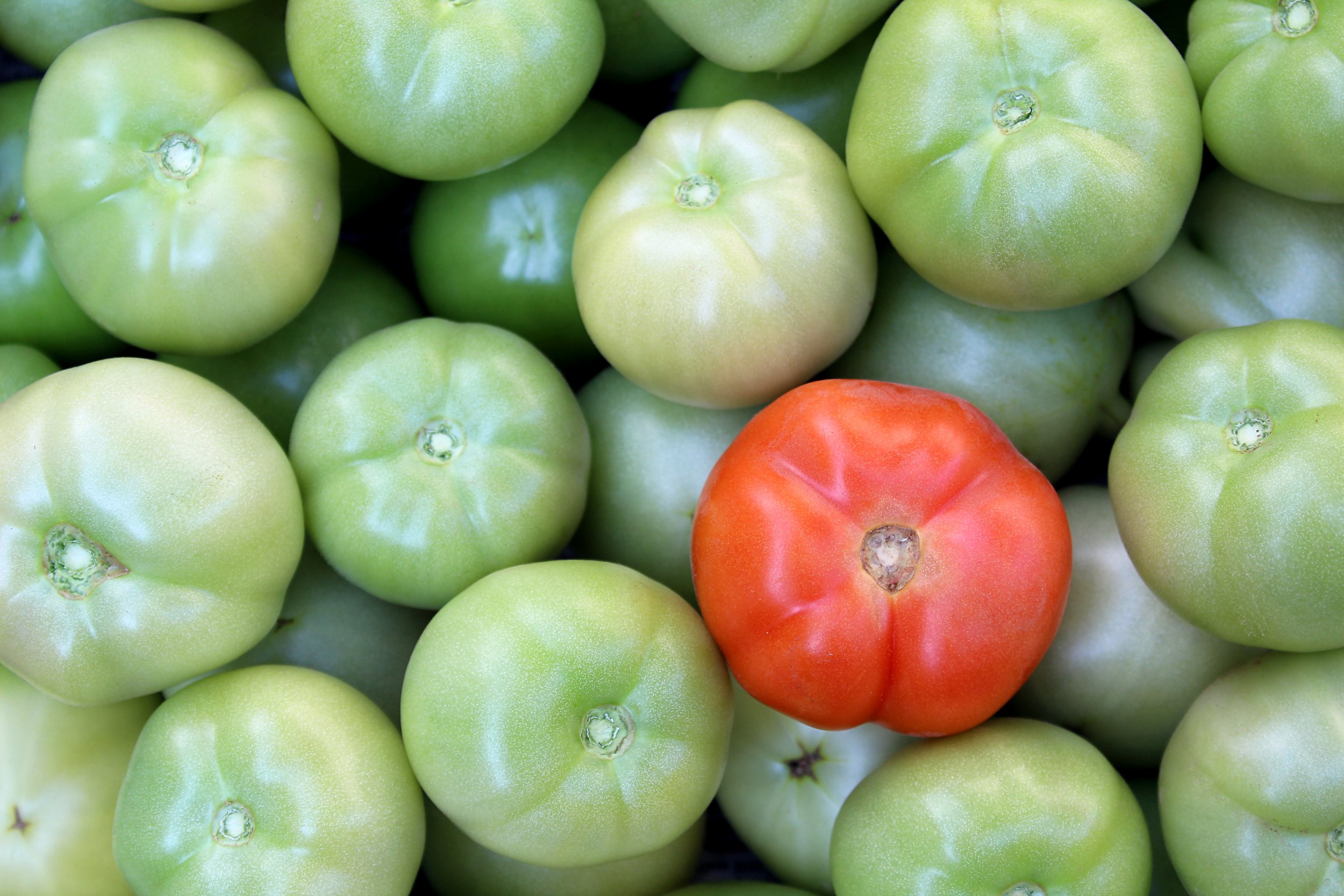 Tomaten Reifung Ethylen