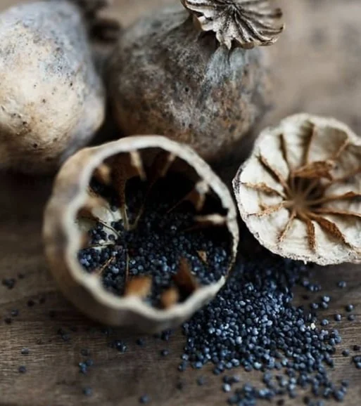 Article 112a, Urinalysis & Poppy Seeds