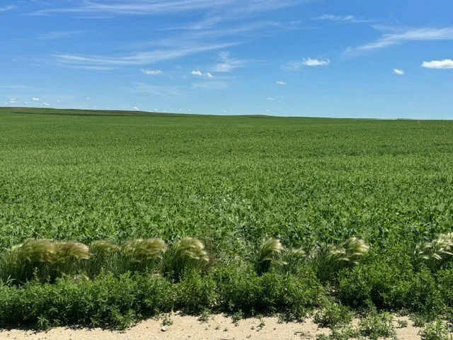 Peas Alsask Area SeedShield with FieldEdge and FurrowEdge