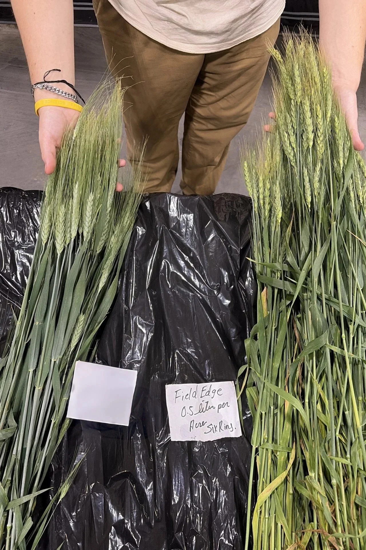 FieldEdge 0.5 Liter per acre