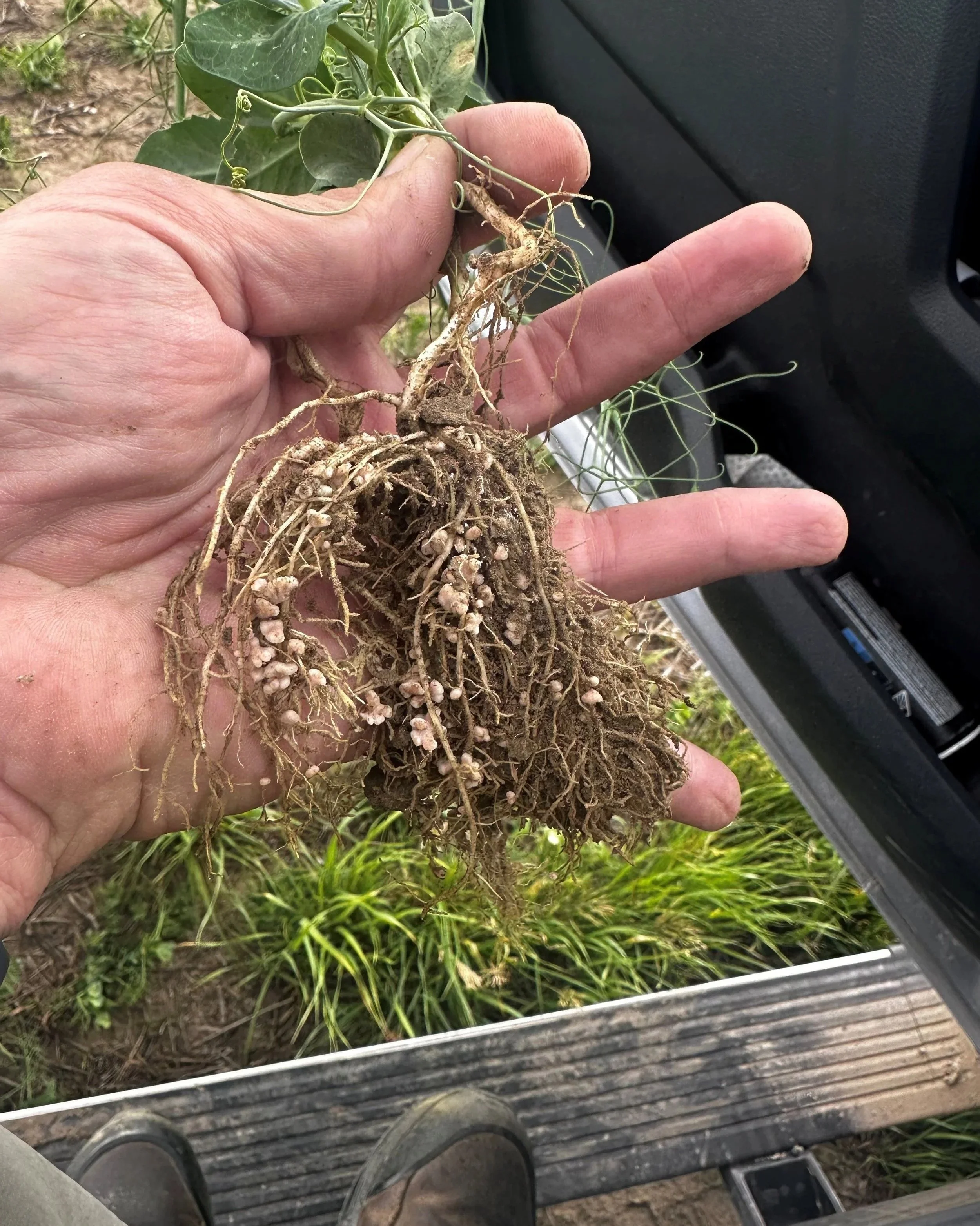 Sask Peas Nodules  FieldEdge 0.5L acre