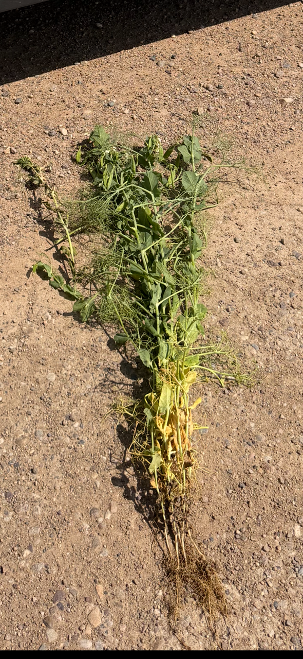 Sask Peas Nodules SeedShield & FieldEdge