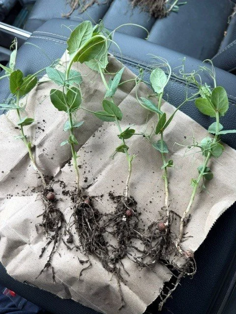 Peas With SeedShield Unity Area Saskatchewan