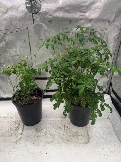 tomato - one foliar per week (4 weeks)