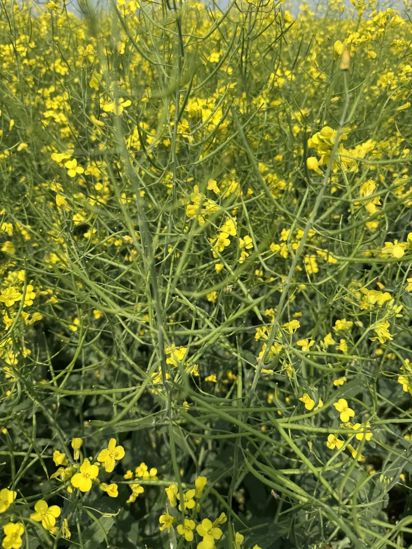 Farmers quote, “The best canola crop in the history of the farm at this stage of development”. 